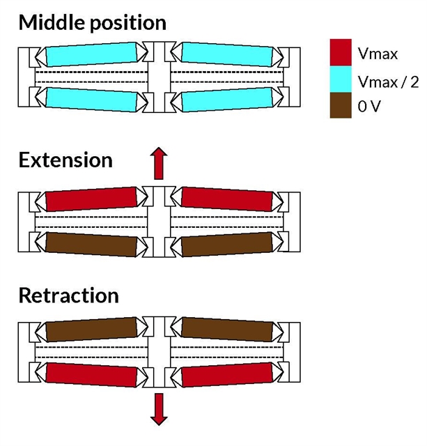 Figure showing the principle of a piezoelectric amplified actuator with the extension and retraction Principle of a piezoelectric amplified actuator